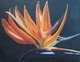 Bird of Paradise