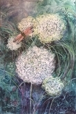 Queen Anne's  Lace